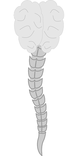 spine-151419_640.png