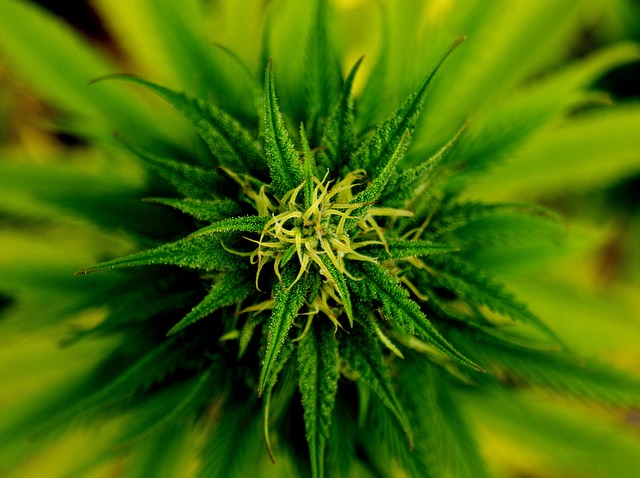 marijuana-101796_640.jpg